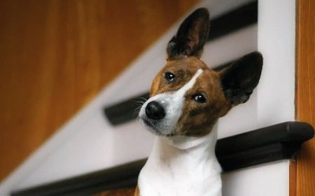 15 Best Apartment Dogs for People With Small Spaces and Big Hearts