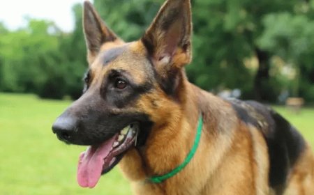 German Shepherd Dog Facts, Care and Training