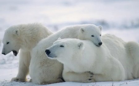 How Animals Survive in Cold Conditions