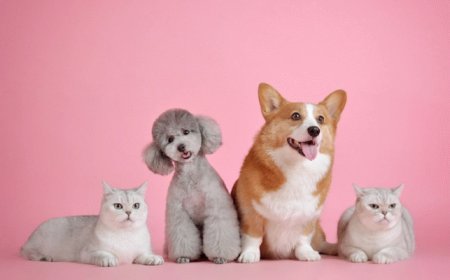 Advice on Choosing the Best Pet for Your Family