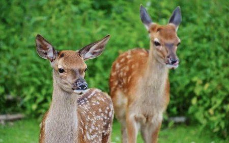 More than 3% of our charitable giving should go to the environment and animals.