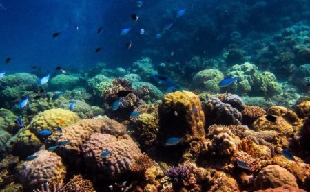 Discovery of clusters of two types of bacteria in the tentacles of corals sheds light on their role in coral reef health
