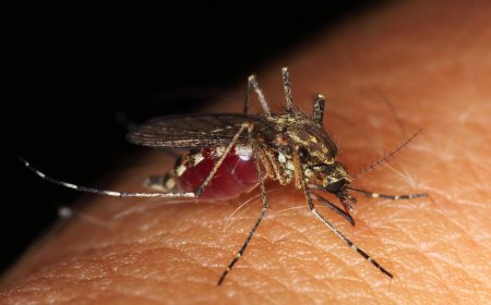 Why Do Mosquitoes Bite Some People More Than Others?