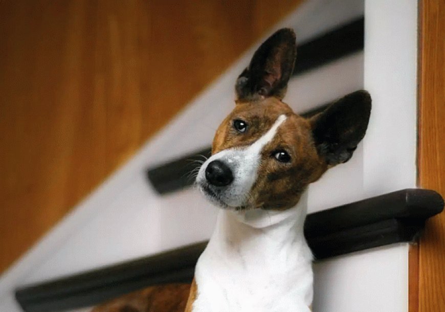 15 Best Apartment Dogs for People With Small Spaces and Big Hearts