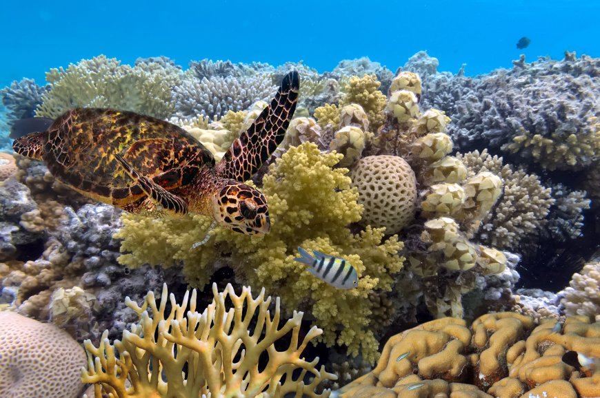 marine life of the Great Barrier Reef