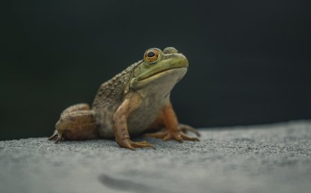 Vaccine against deadly chytrid fungus primes frog microbiome for future exposure