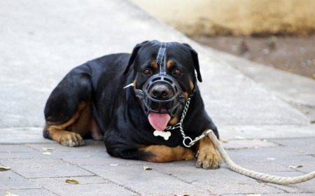 Understanding Dog Behavior: Decoding Body Language and Signals