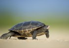 What Do Turtles Eat ?: Exploring the Culinary World of Turtles