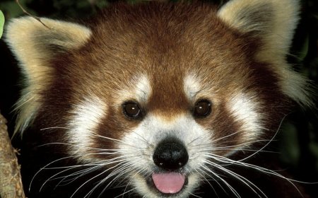 5 Of The Coolest Animals In Japan