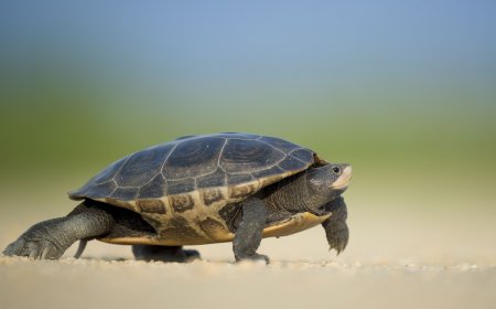 What Do Turtles Eat ?: Exploring the Culinary World of Turtles