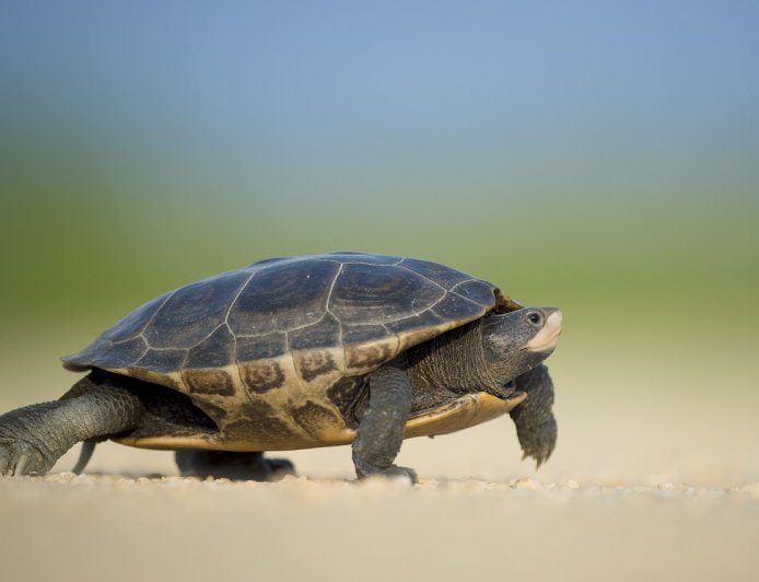 What Do Turtles Eat ?: Exploring the Culinary World of Turtles