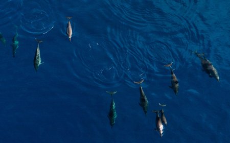 Why These Islanders Hunt Dolphins