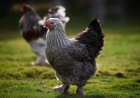 8 of the Largest Chicken Breeds: Gentle Giants of the Poultry World