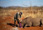There’s an Effective Way to Deter Rhino Poachers, a New Study Finds
