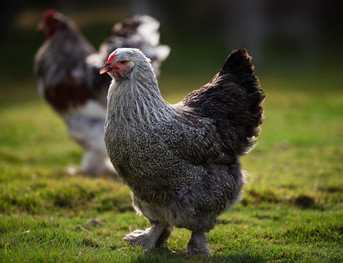 8 of the Largest Chicken Breeds: Gentle Giants of the Poultry World