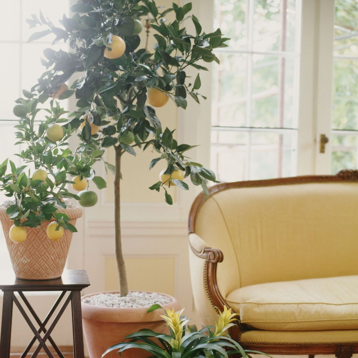 Aldi is selling a range of citrus trees that will make your garden look like a Mediterranean retreat – I can’t believe they’re under £20