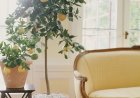 Aldi is selling a range of citrus trees that will make your garden look like a Mediterranean retreat – I can’t believe they’re under £20
