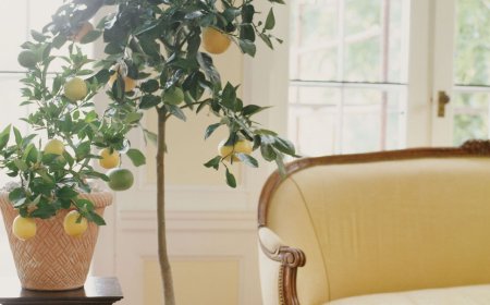 Aldi is selling a range of citrus trees that will make your garden look like a Mediterranean retreat – I can’t believe they’re under £20